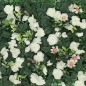 숲인테리어 화이트로즈 벽장식 인조잔디(60x40cm)